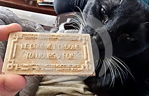 The Gourmet Bites Twice - A Curious Black Cat Eyeing a Biscuit with French Quote