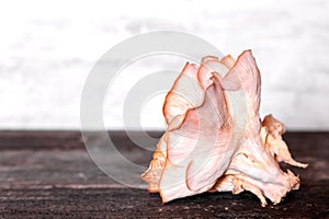 Gourmet fungi pleurotus djamor on wooden table, pink oyster mushroom