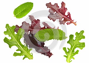 Gourmet salad leaves isolated