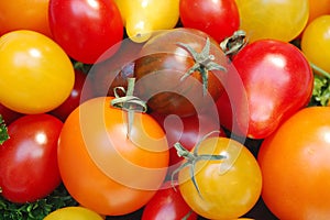 Gourmet Tomatoes