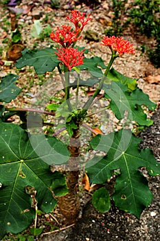 Gout Plant or Guatemalan Rhubarb Jatropha podagrica photo