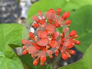 Gout Plant Jatropha podagrica, Gout Stalk, Guatemalan Rhubarb, Coral Plant, Buddha Belly Plant, Purging-Nut, Physic Nut photo