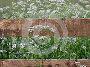 Goutweed ordinary blooming behind a wooden hedge close-up.