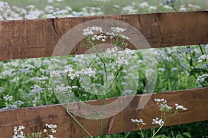 Goutweed ordinary blooming behind a wooden hedge close-up.