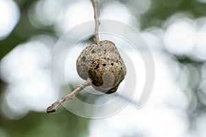 Gouty twig gall on a southern live oak tree Quercus virginiana closeup - Topeekeegee Yugnee TY Park, Hollywood, Florida, USA