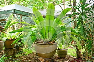 Governor fern Asplenium nidus or Bird`s nest fern,