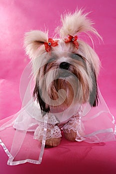 Gowned shih-tzu