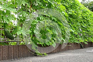 Goya vine entangled with fence