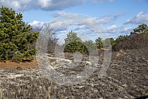 gpine trees on the dunes of parker national wild life refuge