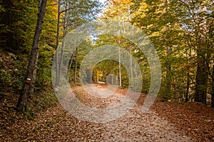 GR20 trail through forest of Vizzavona in Corsica