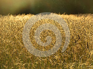 Graanveld, Springendal, Twente; Wheat field Springendal, Twente, Netherlands