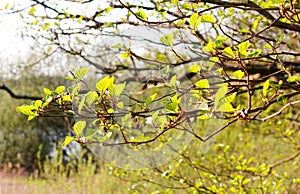 Grabau - springtime at the lake - I -