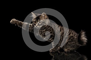 Grabbing Kurilian Bobtail Kitty without tail Raising paw, Black