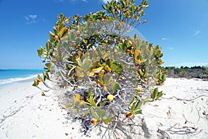 Un árbol sobre el gracia bahía Playa 