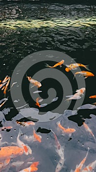 The Grace of Koi: A Harmony of Beauty in the Pond