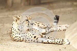 Grace in Repose: Cheetah\'s Elegant Rest