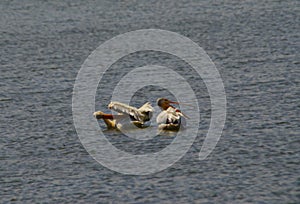 The grace of two American Pelicans on a lake.