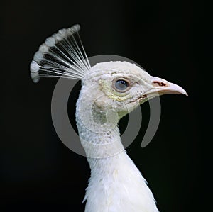 Grace of white peacock - Bali bird park Indonesia