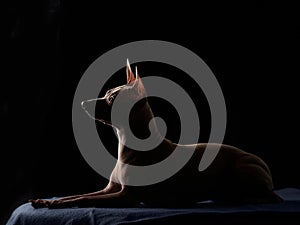 graceful American Hairless Terrier poses against a stark black backdrop