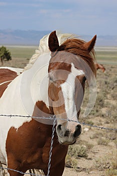 Graceful American Paint Horse portrait with brown and white coat