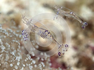 Graceful Anemone Shrimp