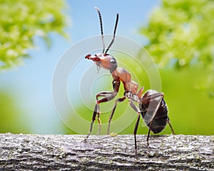 Ladný mravec na vetva 