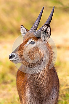 Graceful Antelope Portrait on African Safari