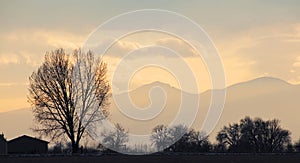 Graceful Bare Tree in Simple Yellow Sunset