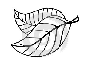 Graceful beautiful leaves - coloring. Two leaves with veinlet and petiole. Linear vector leaves element for coloring. Outline.