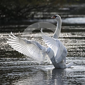 Graceful beautiful mute swan cygnus olor stretches it's wings on