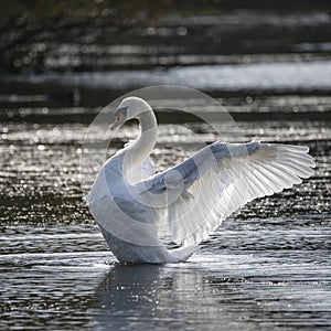 Graceful beautiful mute swan cygnus olor stretches it`s wings on