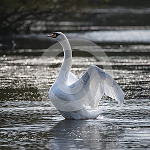 Graceful beautiful mute swan cygnus olor stretches it`s wings on