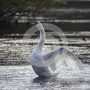 Graceful beautiful mute swan cygnus olor stretches it`s wings on