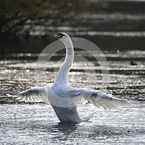 Graceful beautiful mute swan cygnus olor stretches it`s wings on