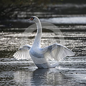 Graceful beautiful mute swan cygnus olor stretches it`s wings on