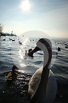 Graceful beautiful swans on lake with sun behind