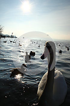 Graceful beautiful swans on lake with sun behind