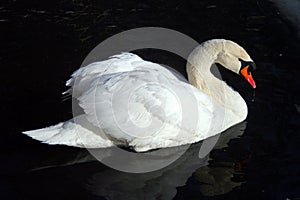 Graceful and beautiful white swan on the evening pond.