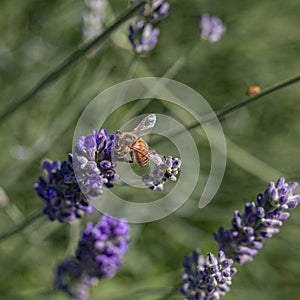 Graceful bee savoring lavender\'s nectar in radiant sunlight