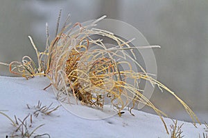 Graceful bend of ice encased golden, dry grass