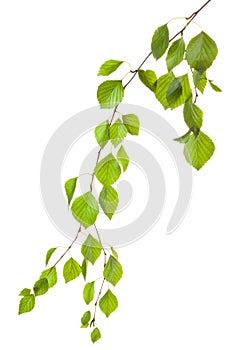 Graceful birch twig in backlight