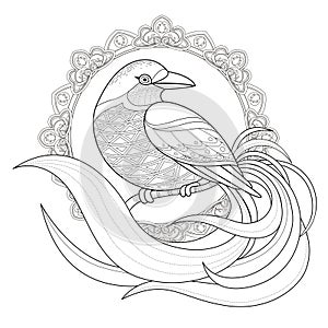 Graceful bird coloring page photo