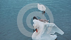 Graceful bird rotating his thin neck and enjoying the beauty of the lake and nature. Portrait of elegant swan flapping