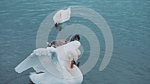 Graceful bird rotating his thin neck and enjoying the beauty of the lake and nature. Portrait of elegant swan flapping