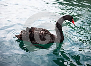 Graceful black swan photo