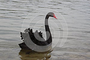 Black swan photograpy.. photo