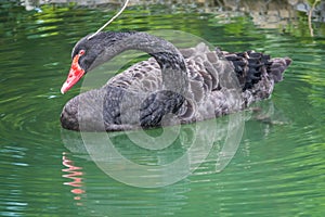 A graceful black swan with a red beak is swimming on a lake with dark green water. Cygnus atratus