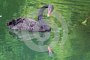 A graceful black swan with a red beak is swimming on a lake with dark green water. Cygnus atratus