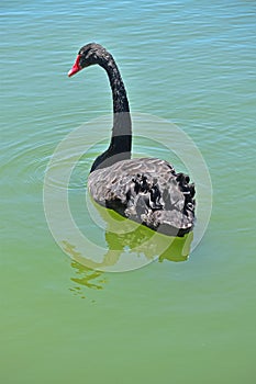 A graceful black swan on the water. A large and varied number of birds make lake Morton a home.