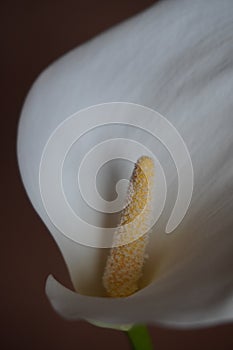 Graceful Bloom: Close-Up Capture of White Calla Lily photo